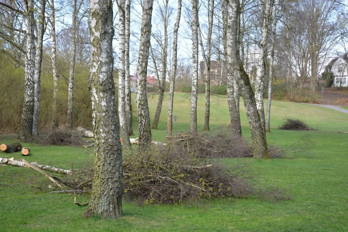 Bomen die worden gekapt, herinneren ons aan de cyclische natuur van leven en dood.