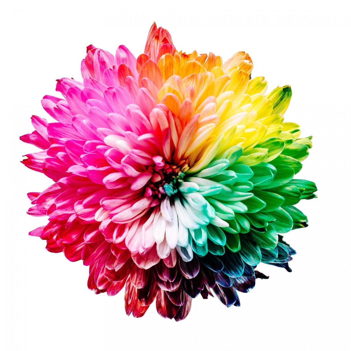 De symbolische betekenis van bloemen