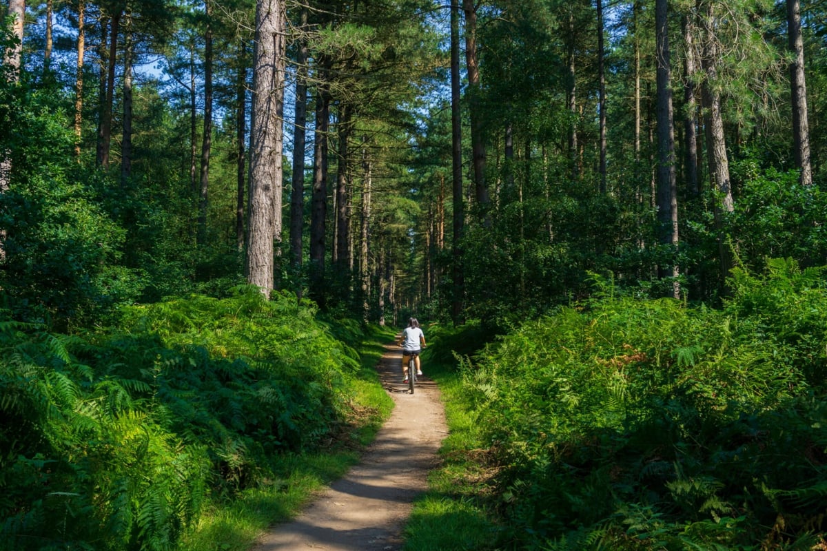 De voordelen van een natuurbegraafplaats